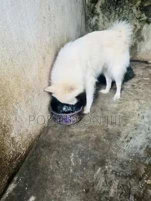 Pomeranian Female Dog