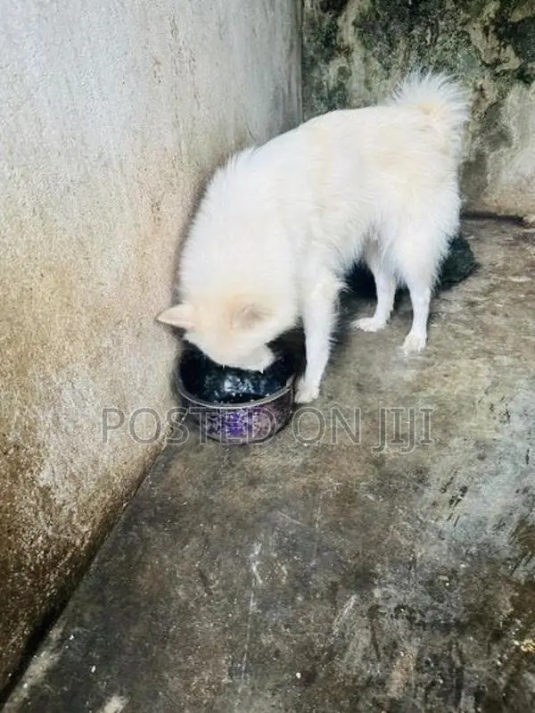 Pomeranian Female Dog