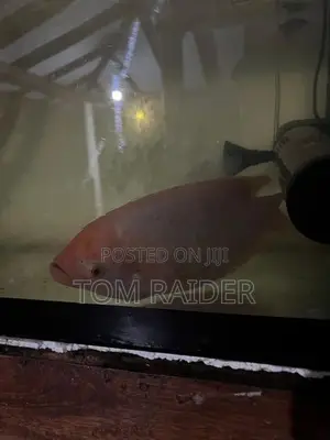 Jam Gurami Fish