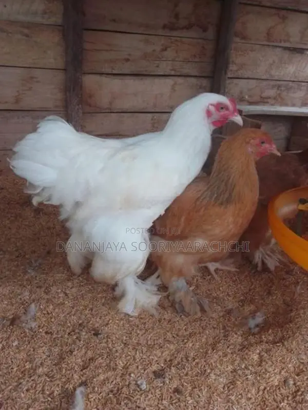බ්‍රාහ්මා