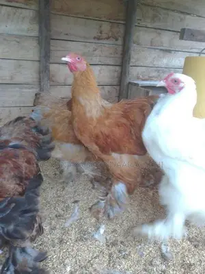 බ්‍රාහ්මා