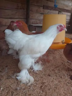 බ්‍රාහ්මා
