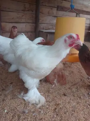 බ්‍රාහ්මා