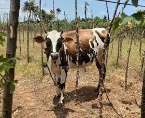 9 மாத பசு மாடு