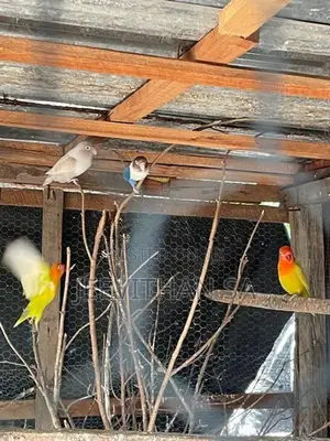 African Bird