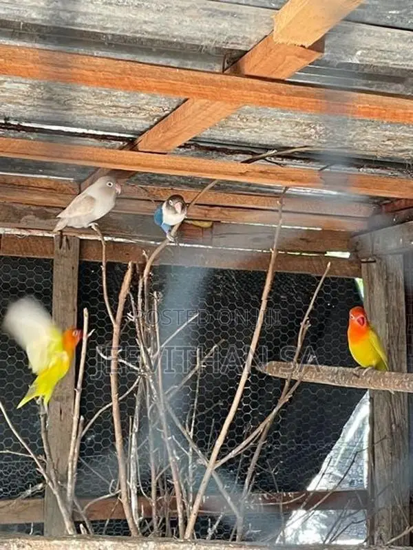 African Bird
