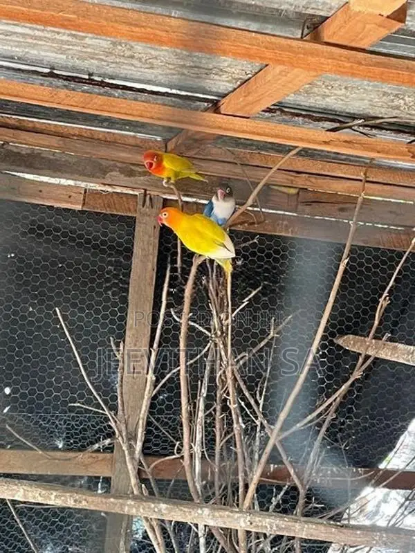 African Bird