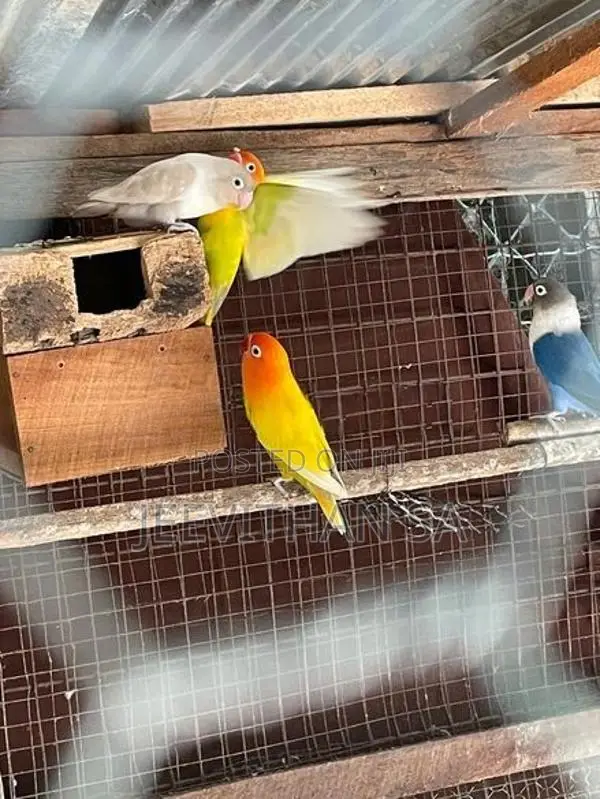 African Bird