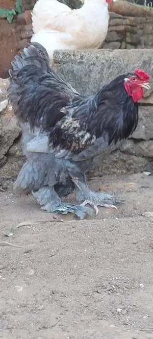 Rooster