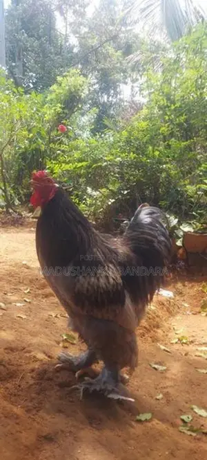 Rooster