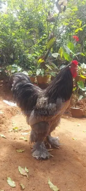 Rooster