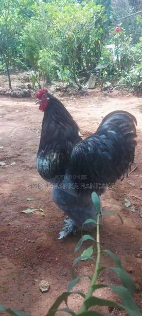 Rooster