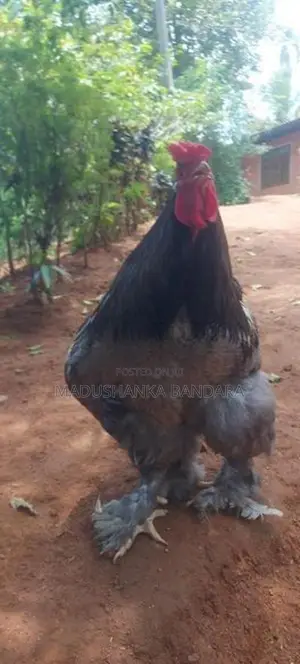 Rooster