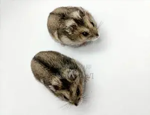 Grey Dwarf Hamster Babies - 3