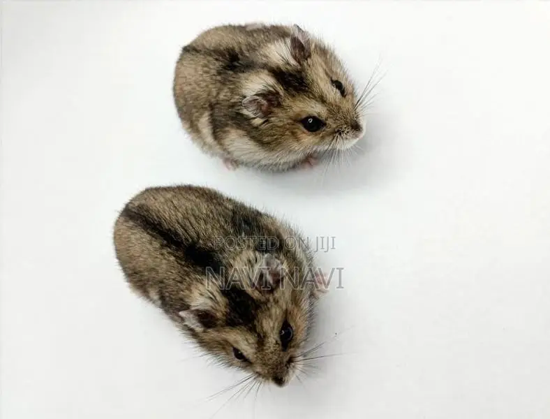 Grey Dwarf Hamster Babies - 3