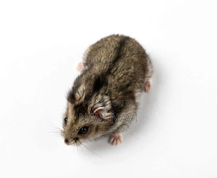 Grey Dwarf Hamster Babies - 3