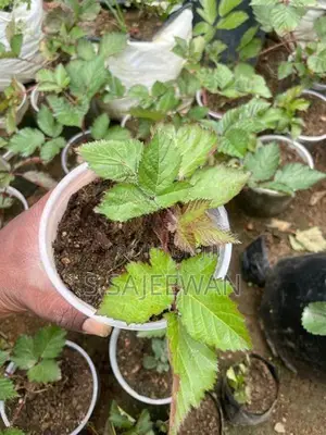Blackberry Plants