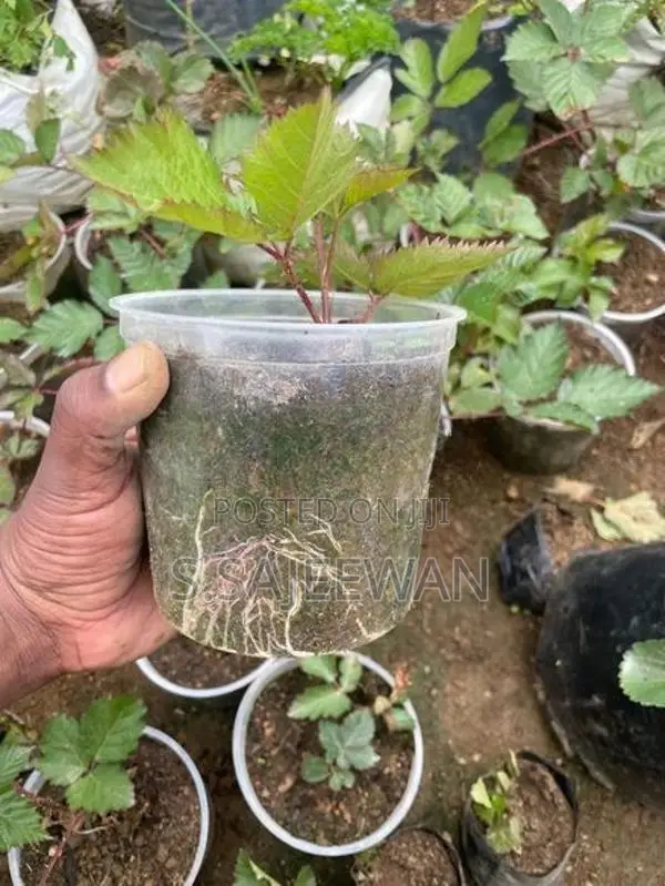 Blackberry Plants