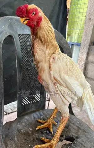 Parrot Beak Rooster