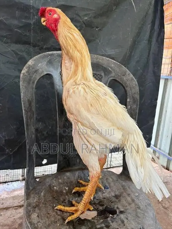 Parrot Beak Rooster