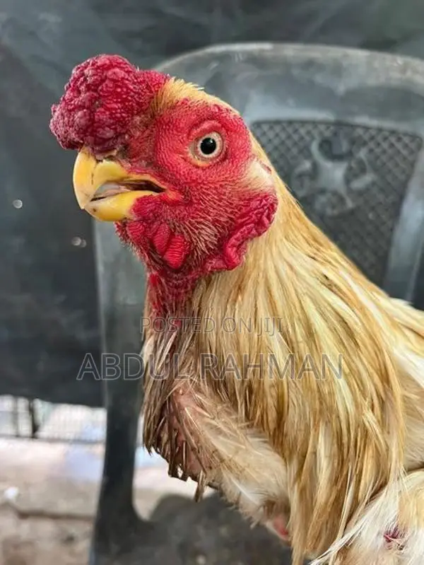 Parrot Beak Rooster