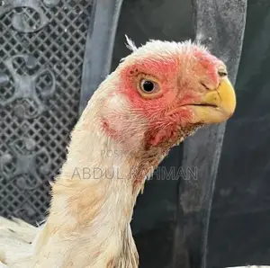 Parrot Beak Rooster