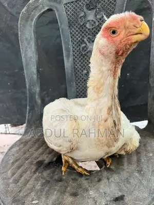 Parrot Beak Rooster