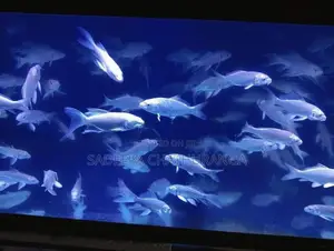 Platinum White Veil Tail