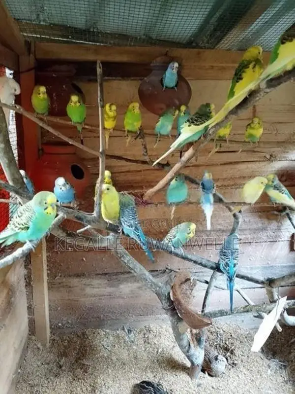 Love Bird