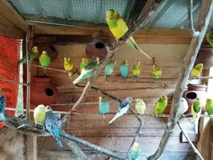 Love Bird