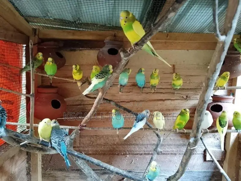 Love Bird