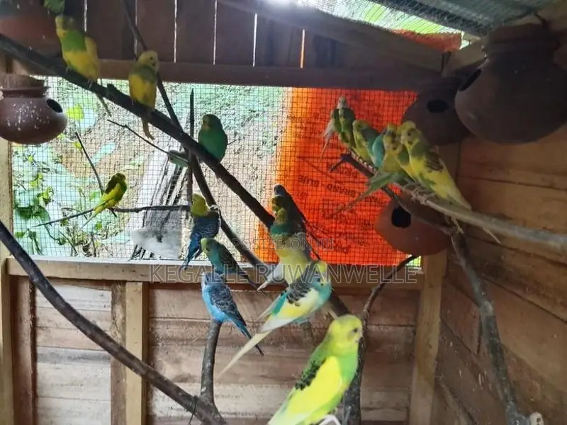 Love Bird