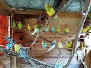 Love Bird