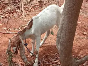 Goats