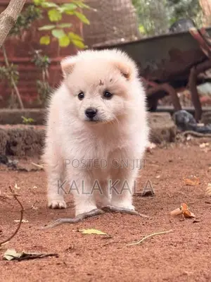 Lion Pomeranian