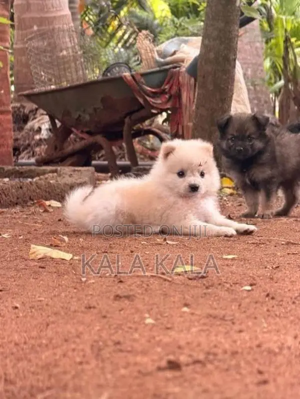 Lion Pomeranian
