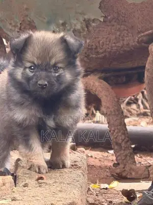 Lion Pomeranian