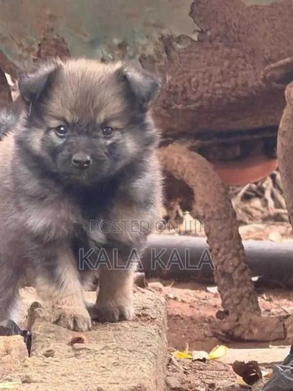 Lion Pomeranian