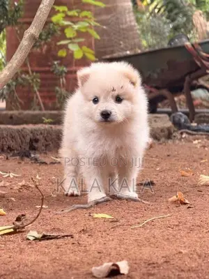 Lion Pomeranian