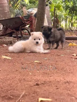 Lion Pomeranian