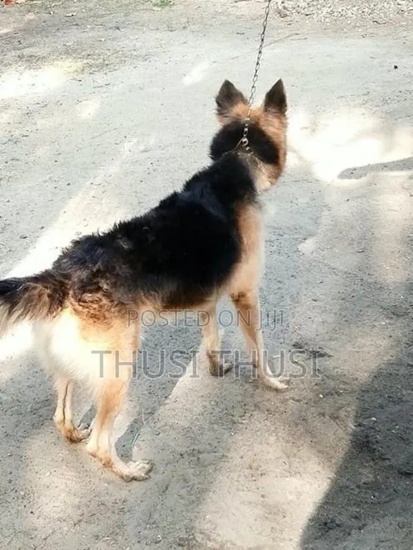 German Shepherd
