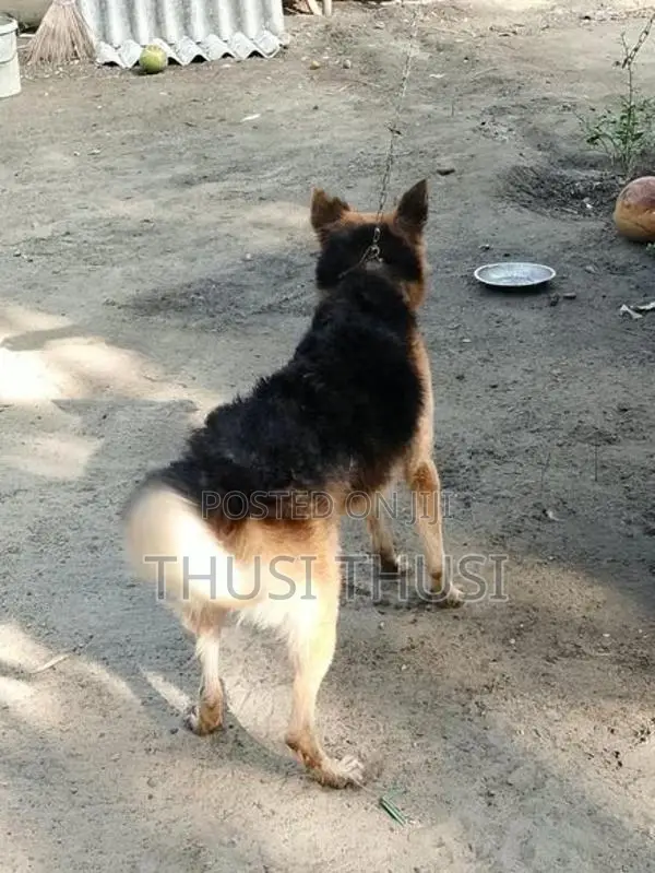 German Shepherd