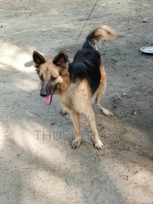 German Shepherd