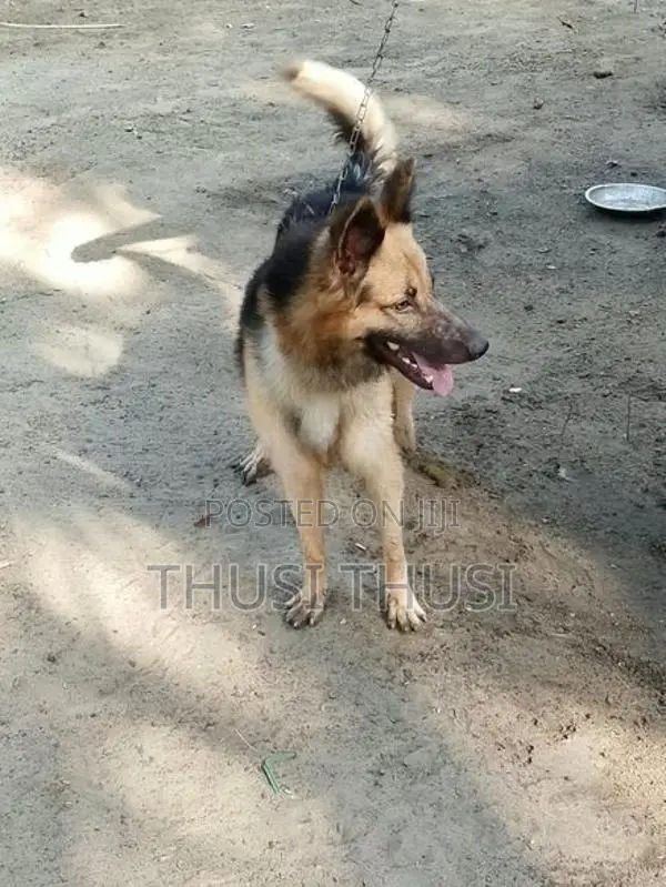 German Shepherd