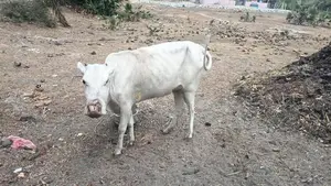 Farm Cow
