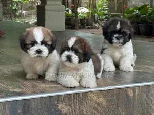 Shihtzu Puppy