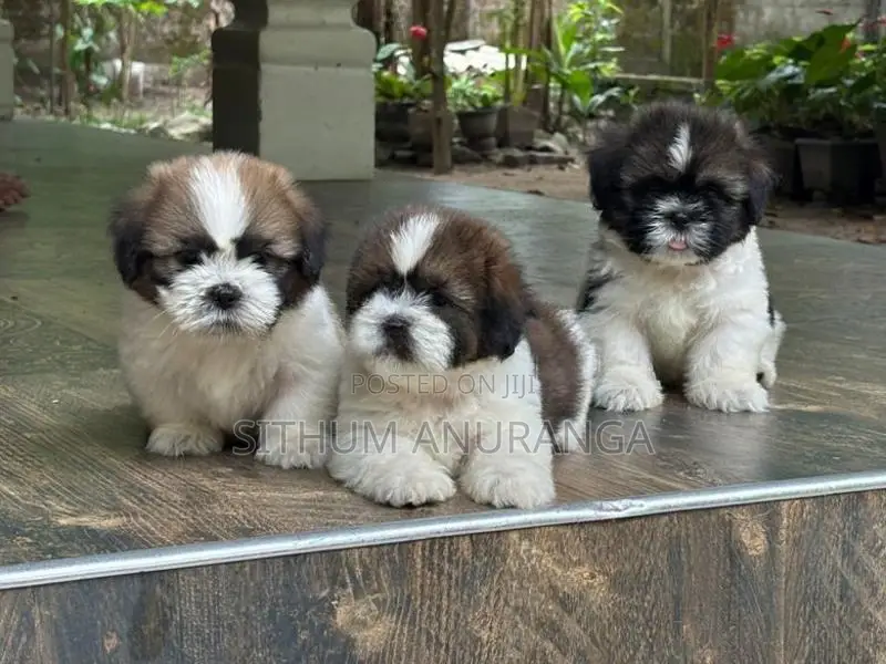 Shihtzu Puppy