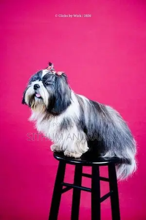 Shihtzu Puppy