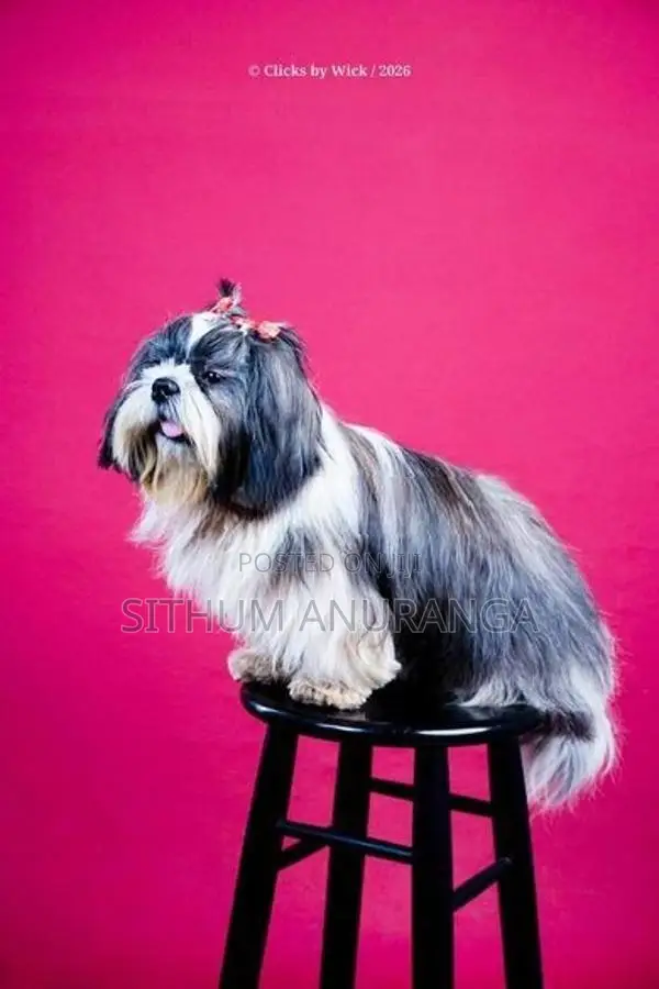 Shihtzu Puppy