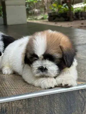 Shihtzu Puppy